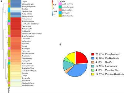 A Mycorrhizal Bacteria Strain Isolated From Polyporus umbellatus Exhibits Broad-Spectrum Antifungal Activity